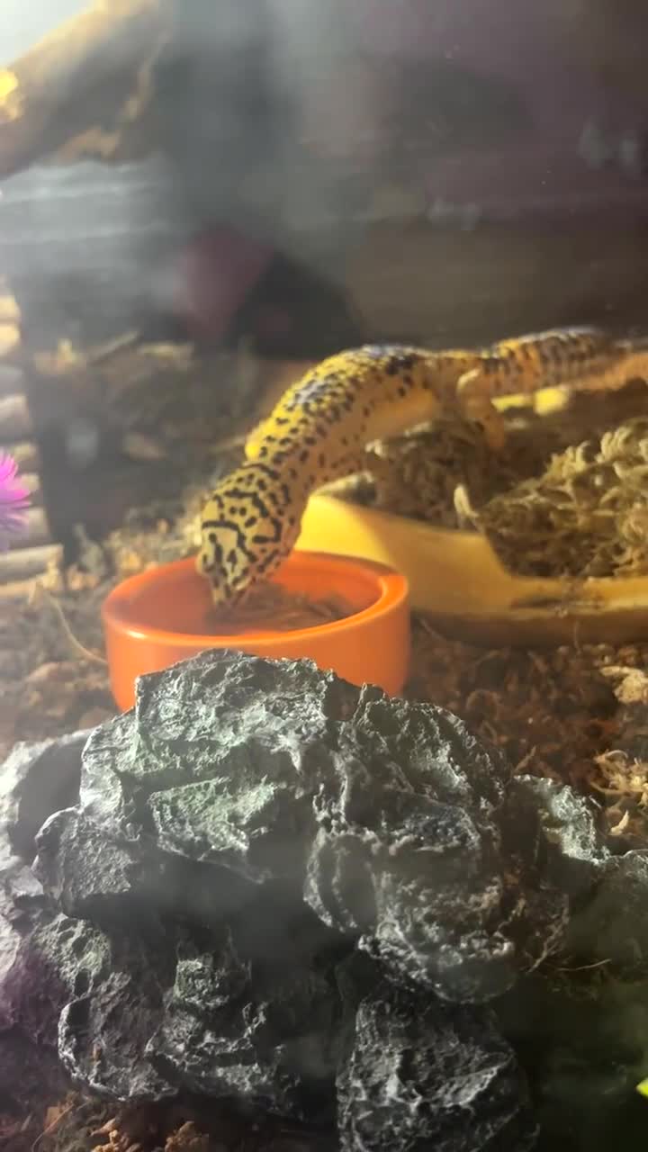 Leopard Gecko reptiles for sale: Leopard gecko Tango - Video 2