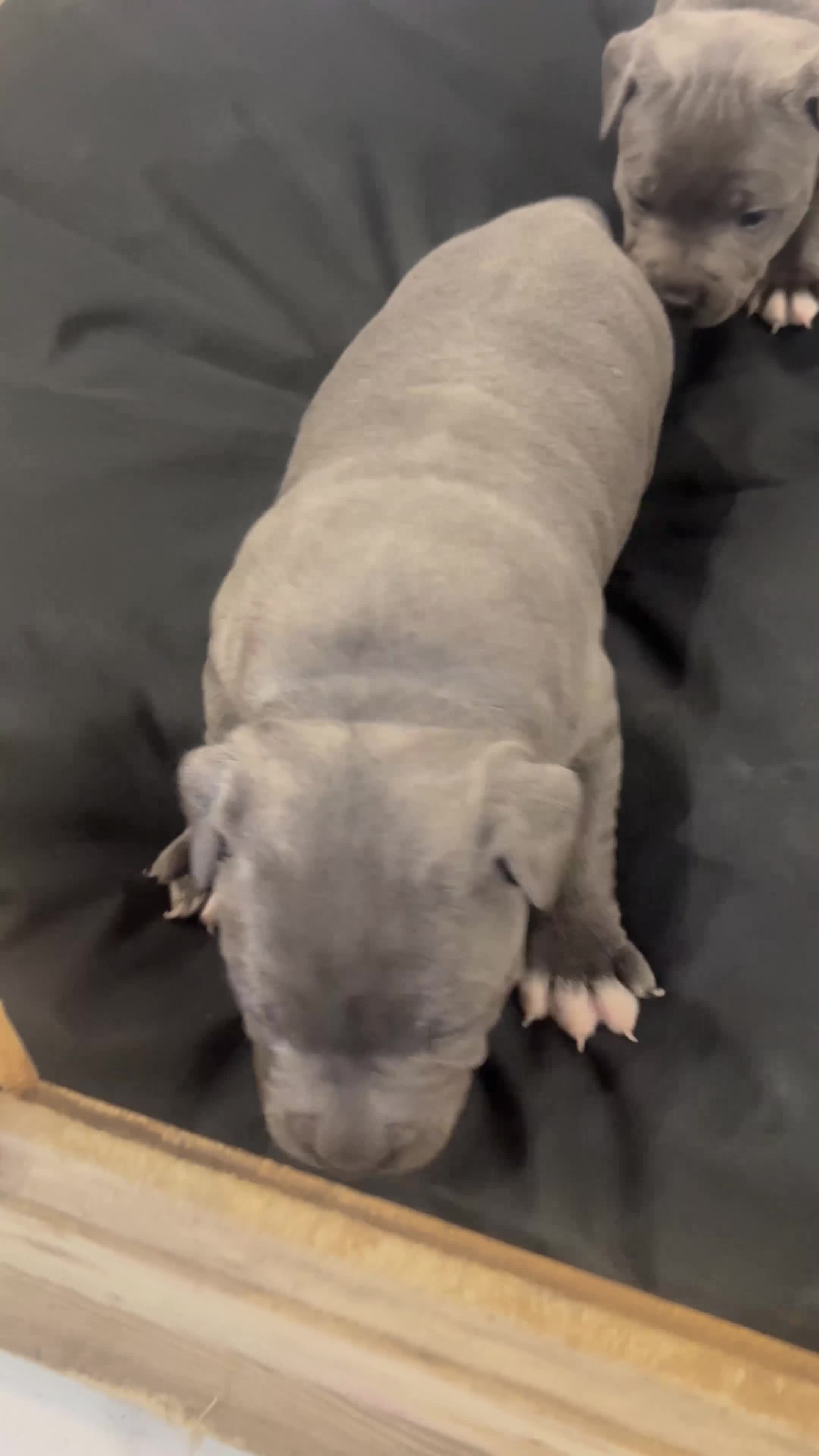 Staffordshire Bull Terrier dogs for sale: READY TO GO 2x BEAUTIFUL BLUE BOYS - Video 1