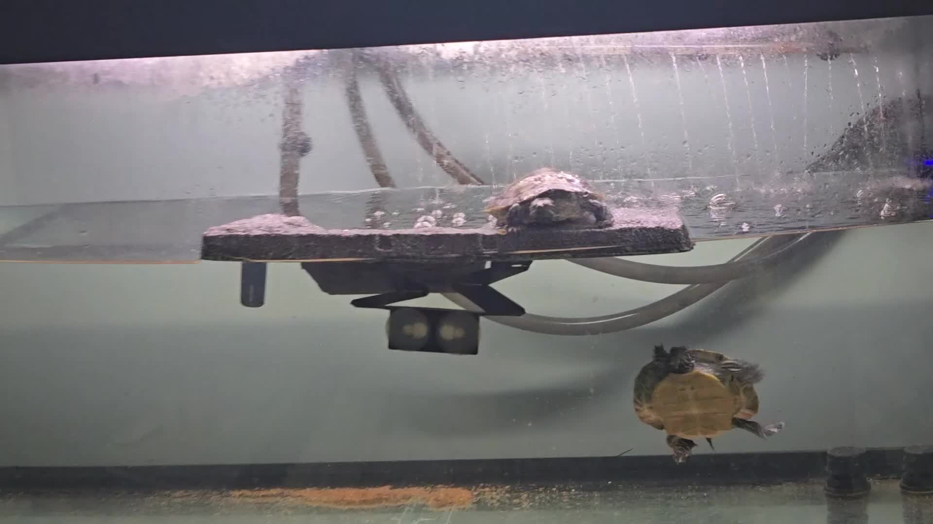 Turtle reptiles for sale: 2 male Map turtles, fluval tank, filter and heater - Video 1