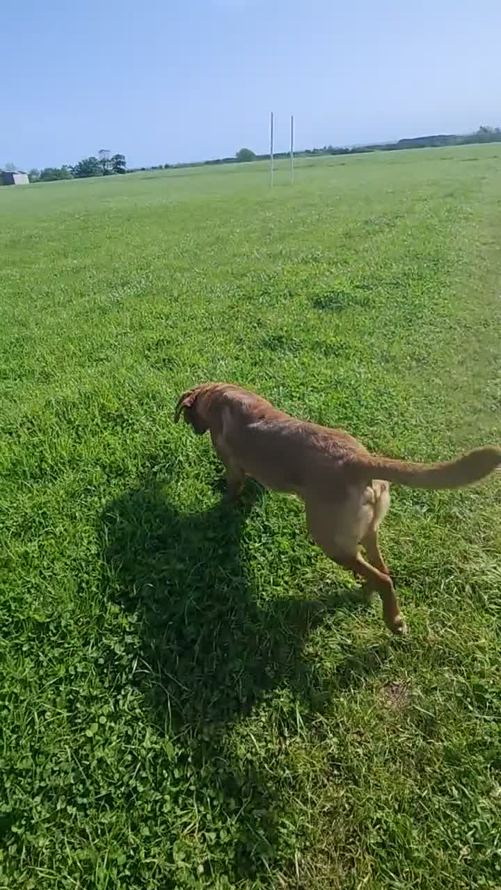 Labrador Retriever dogs for sale: HEREDITARY CLEAR KC REG FOX RED DOG - Video 1