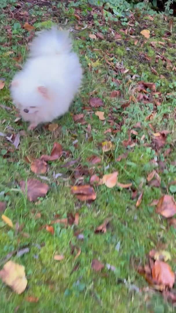 Pomeranian dogs for stud: Kc pure white 1.2 kg Pomeranian stud in Reigate - Video 1