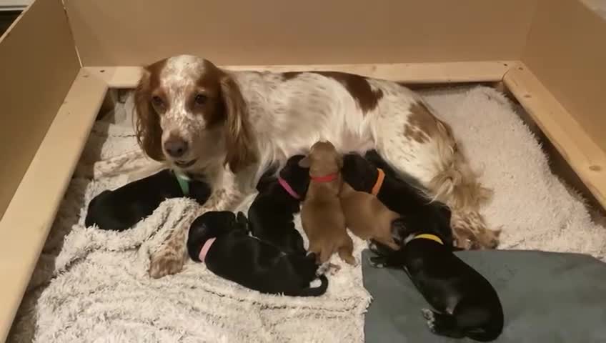 Cocker Spaniel dogs for sale: Working Cocker Spaniel Puppies - Video 1