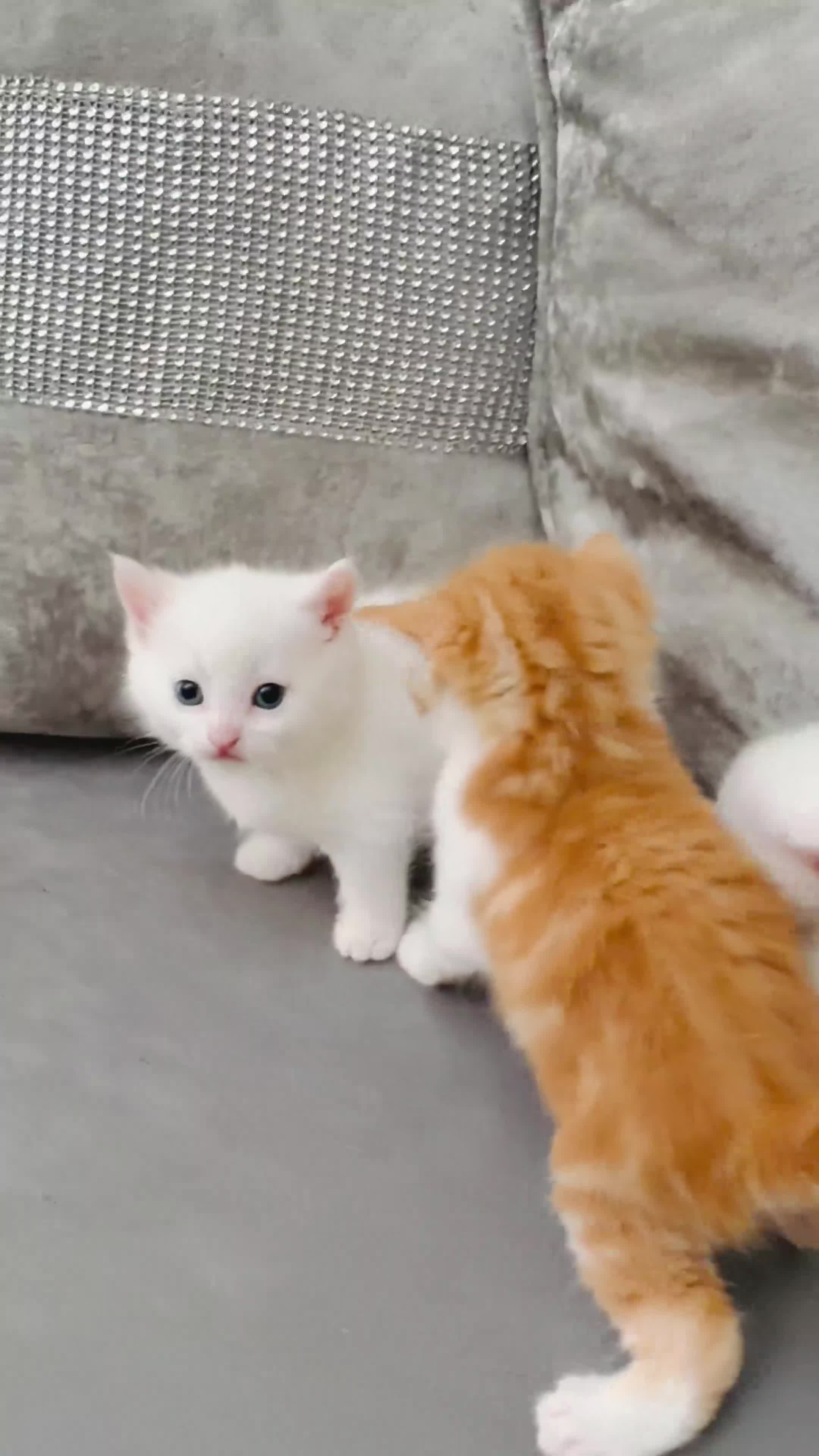 Mixed Breed cats for sale: Stunning and very playfull kittens - Video 1