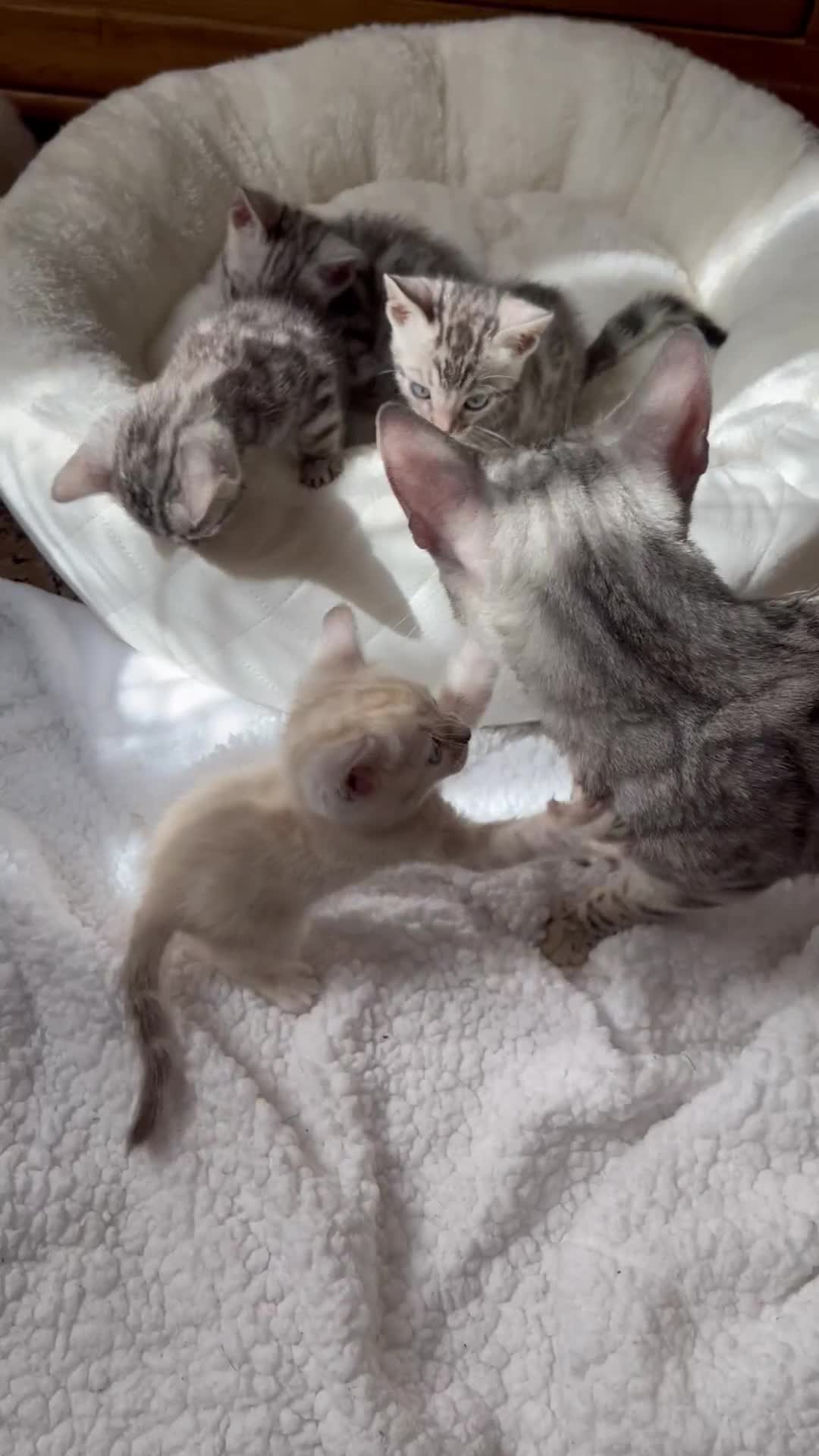 Bengal cats for sale: 💎💎💎 Luxury Bengal Kittens Available  - Video 2