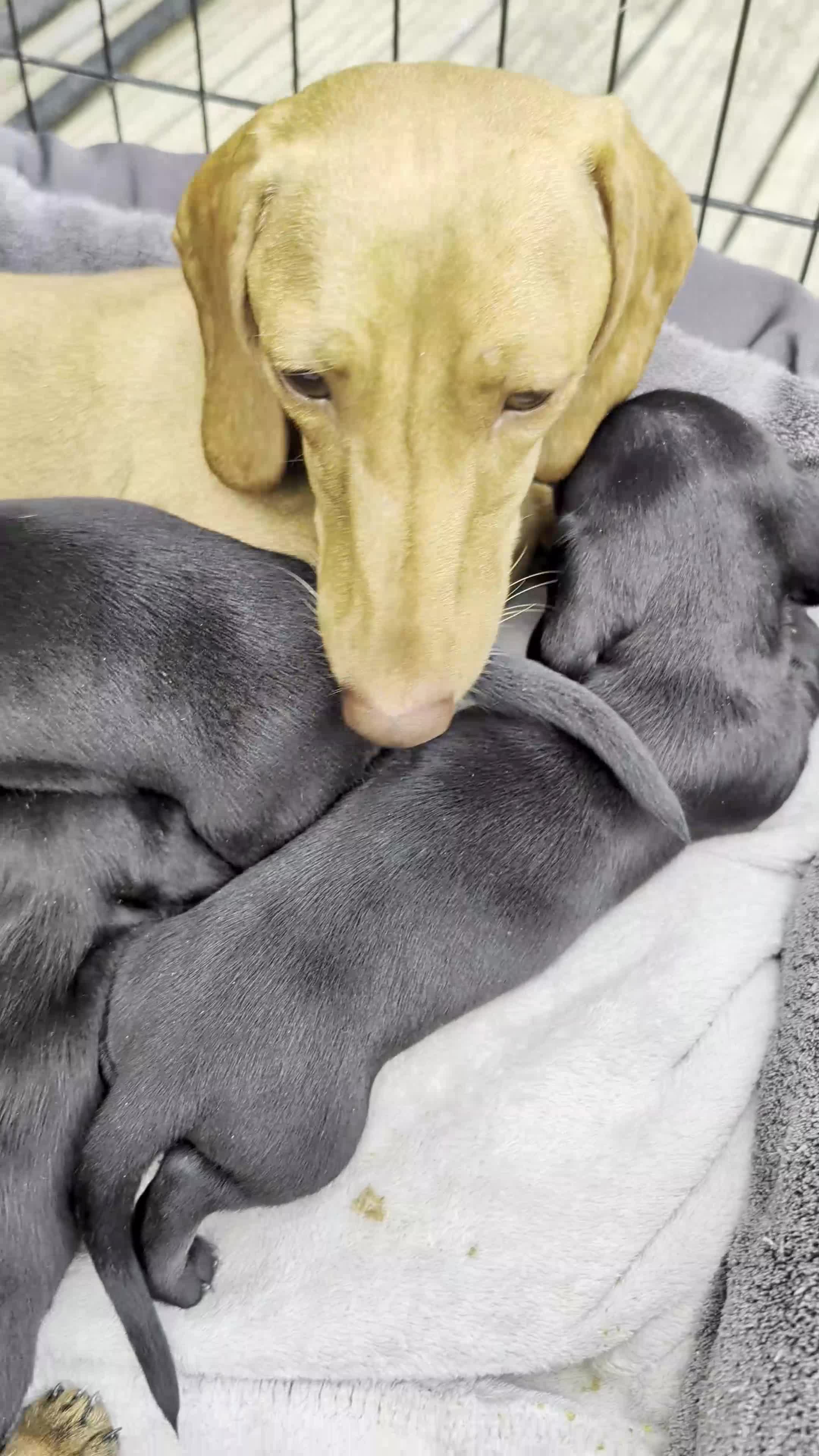 Miniature Dachshund dogs for sale: SOLID BLACK MINI DACHSHUNDS - Video 2