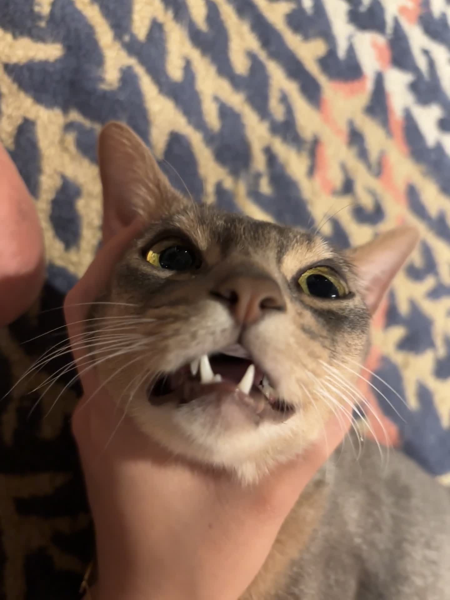Abyssinian cats for sale: Male Abyssinian Cat Looking for a Loving New Home - Video 1