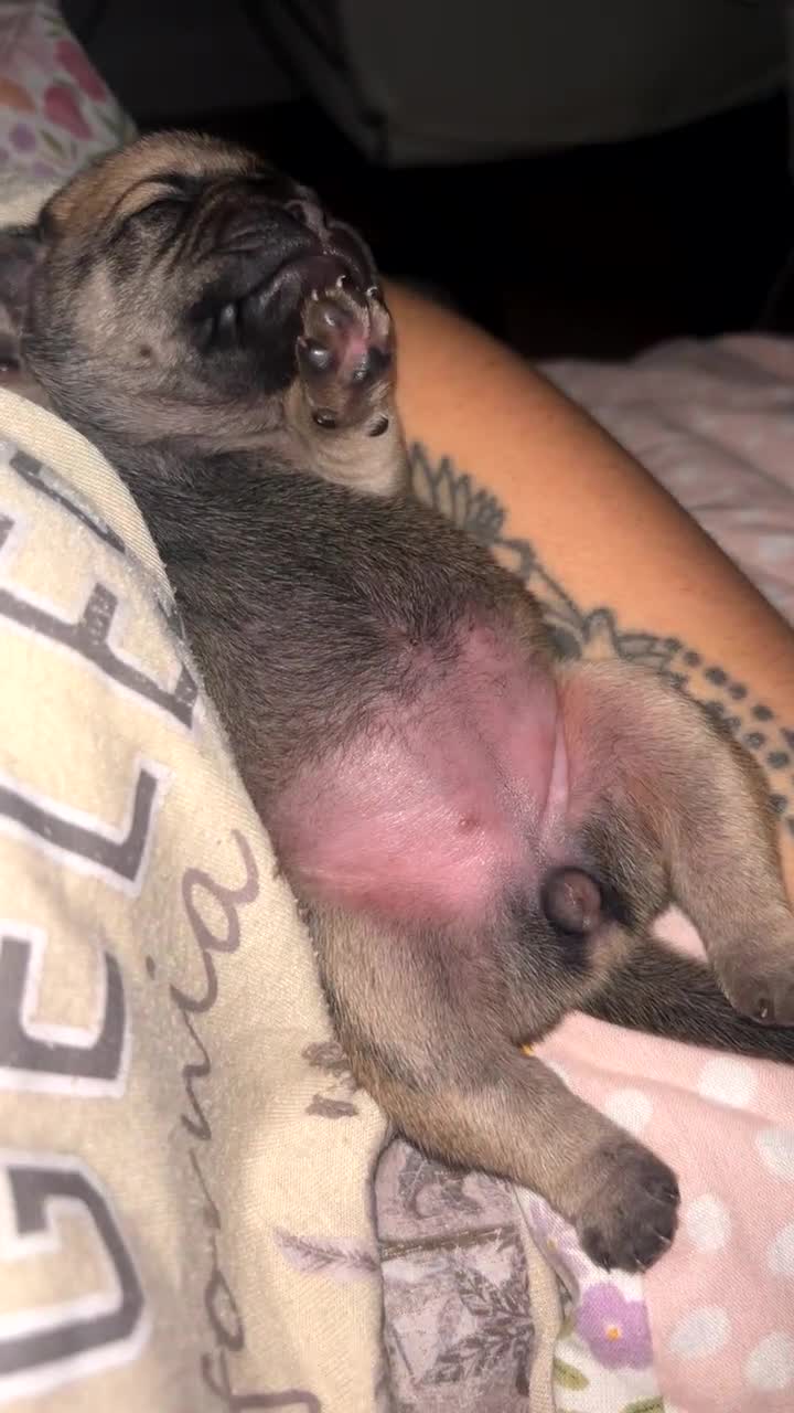 Frug dogs for sale: Two Beautiful F1 Frugs  - Video 2