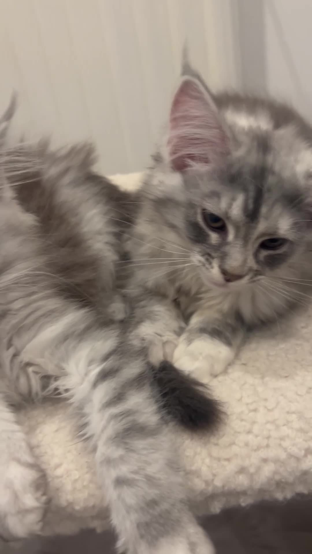 Maine Coon cats for sale: 🐈‍⬛Only 2 female kittens left 🐈‍⬛ - Video 2
