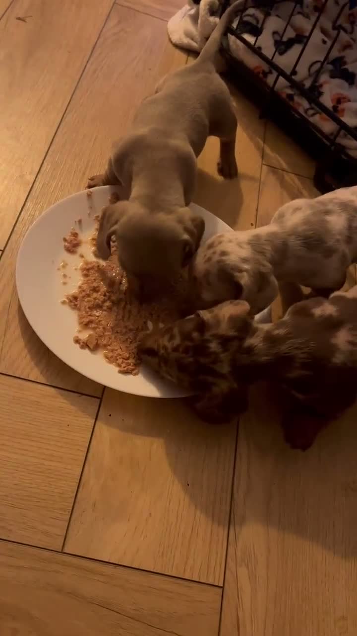 Miniature Dachshund dogs for sale: Stunning unique miniature dachshund puppies  - Video 1