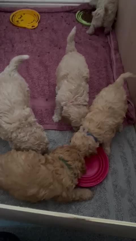 Toy Poodle dogs for sale: Beautiful Toy Poodles - 3 Boys and 2 Girls - Video 1