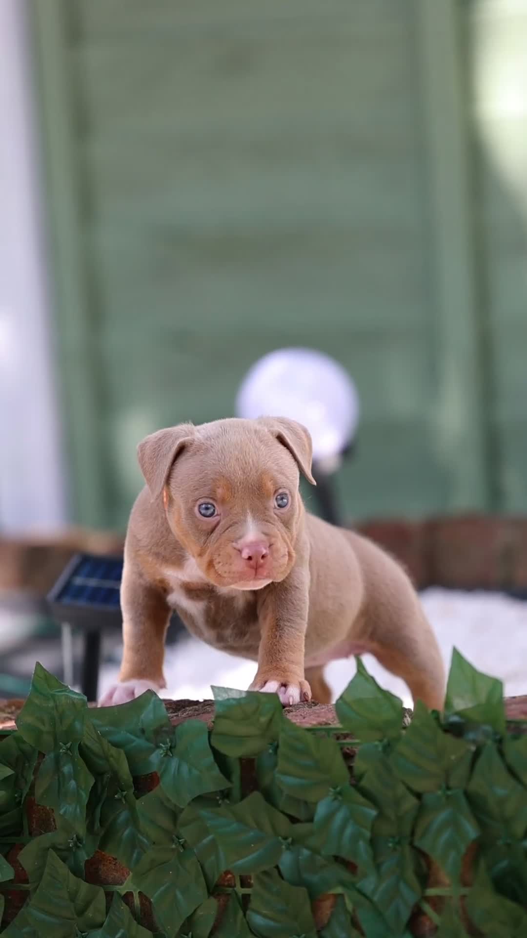American Bully dogs for sale: American Bully Pocket  - Video 3