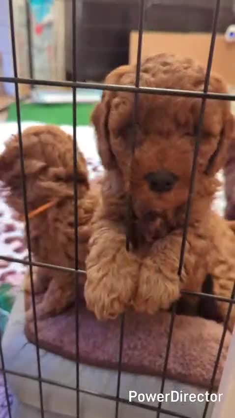 Miniature Poodle dogs for sale: Red miniature poodle pups-parentsDNA health tested - Video 1