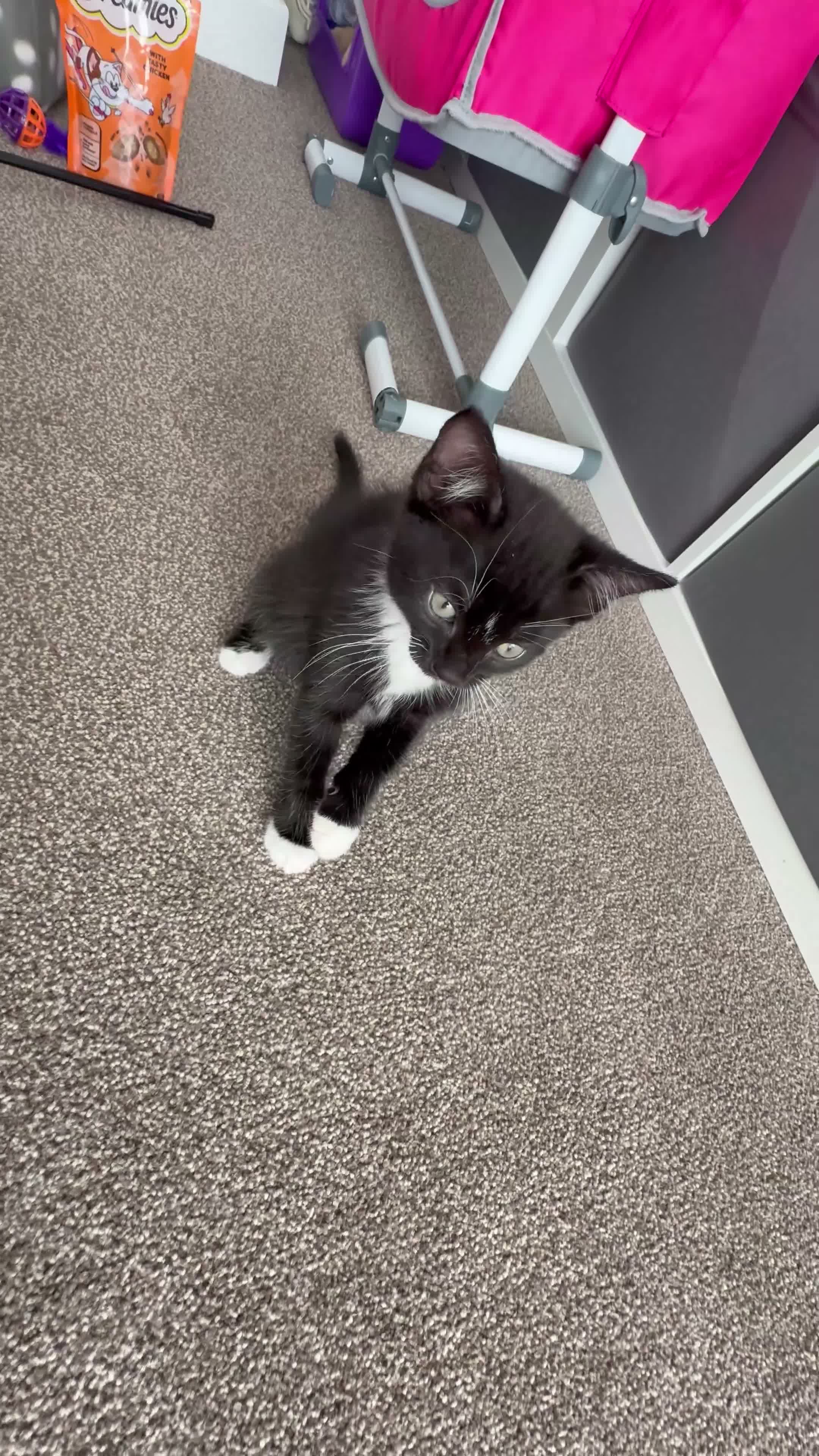 Domestic Shorthair cats for sale: Beautiful 9 week boy looking for forever home  - Video 1