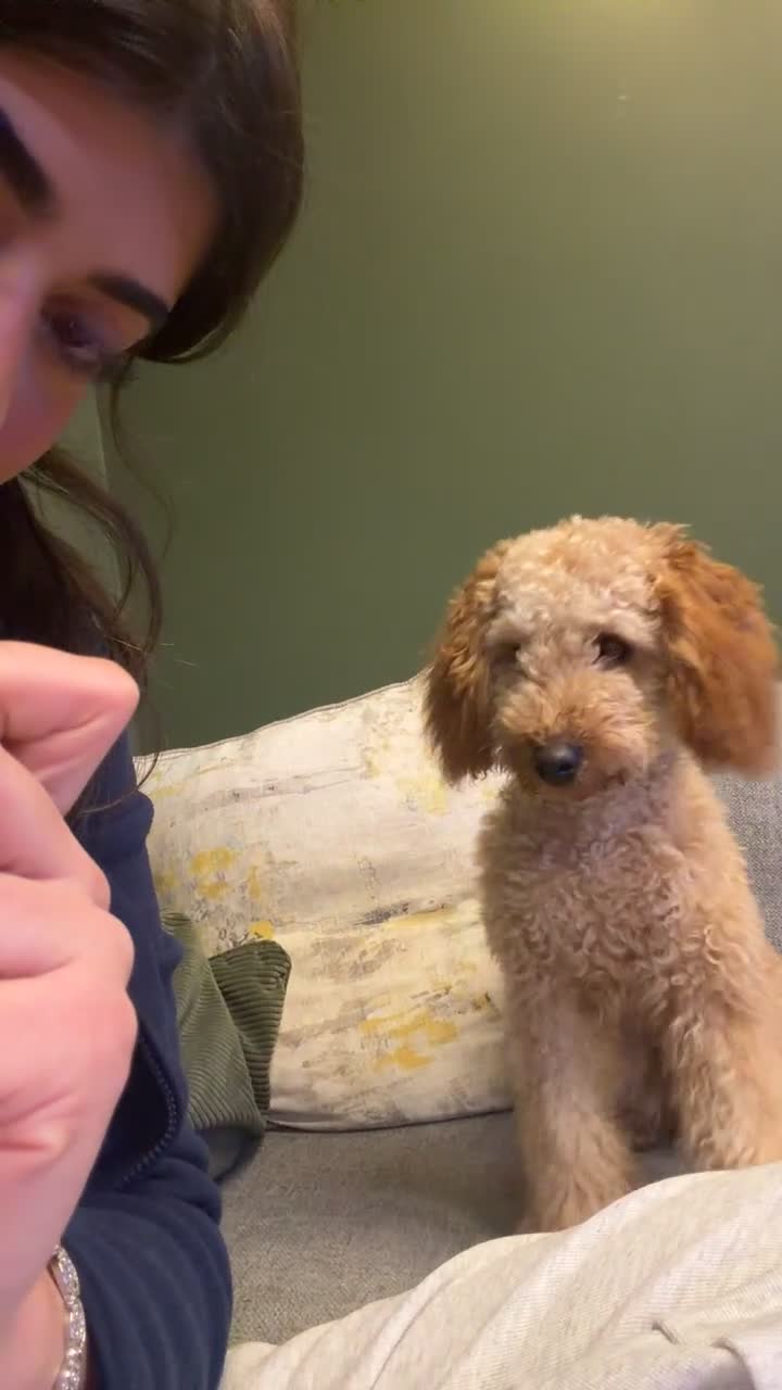 Miniature Poodle dogs for sale: Dog for Sale – trained & Comes with Accessories - Video 1