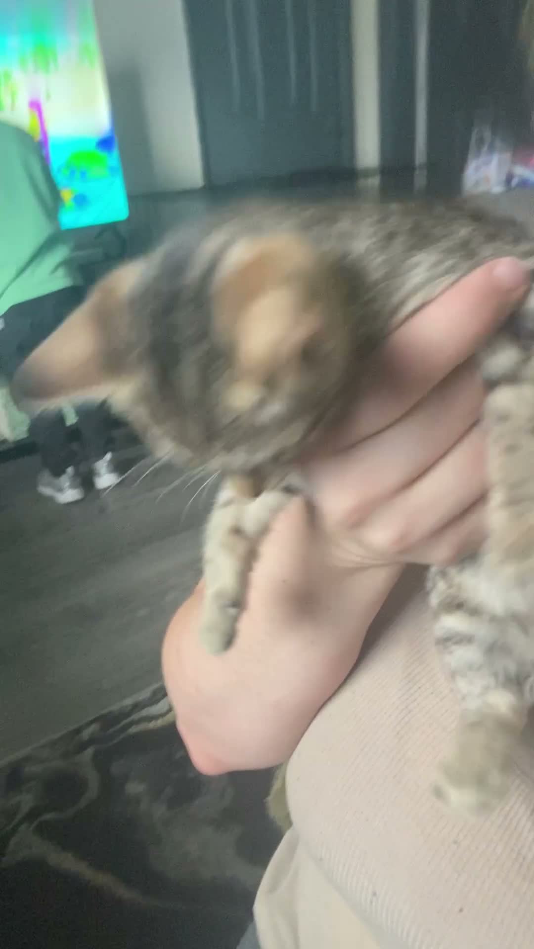 Savannah cats for sale: Kitten female savannah  - Video 1