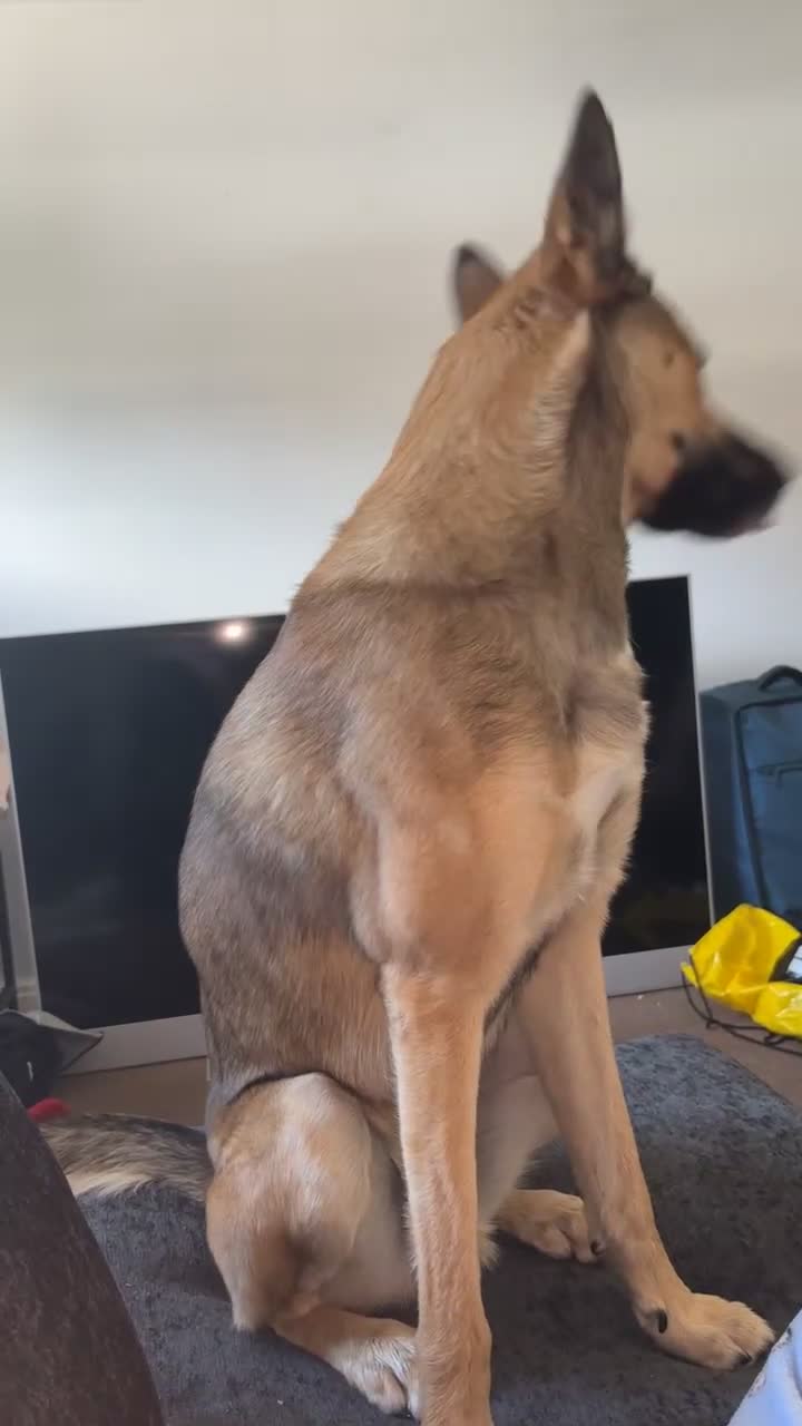 Shepsky dogs for sale: Shepsky  - Video 1
