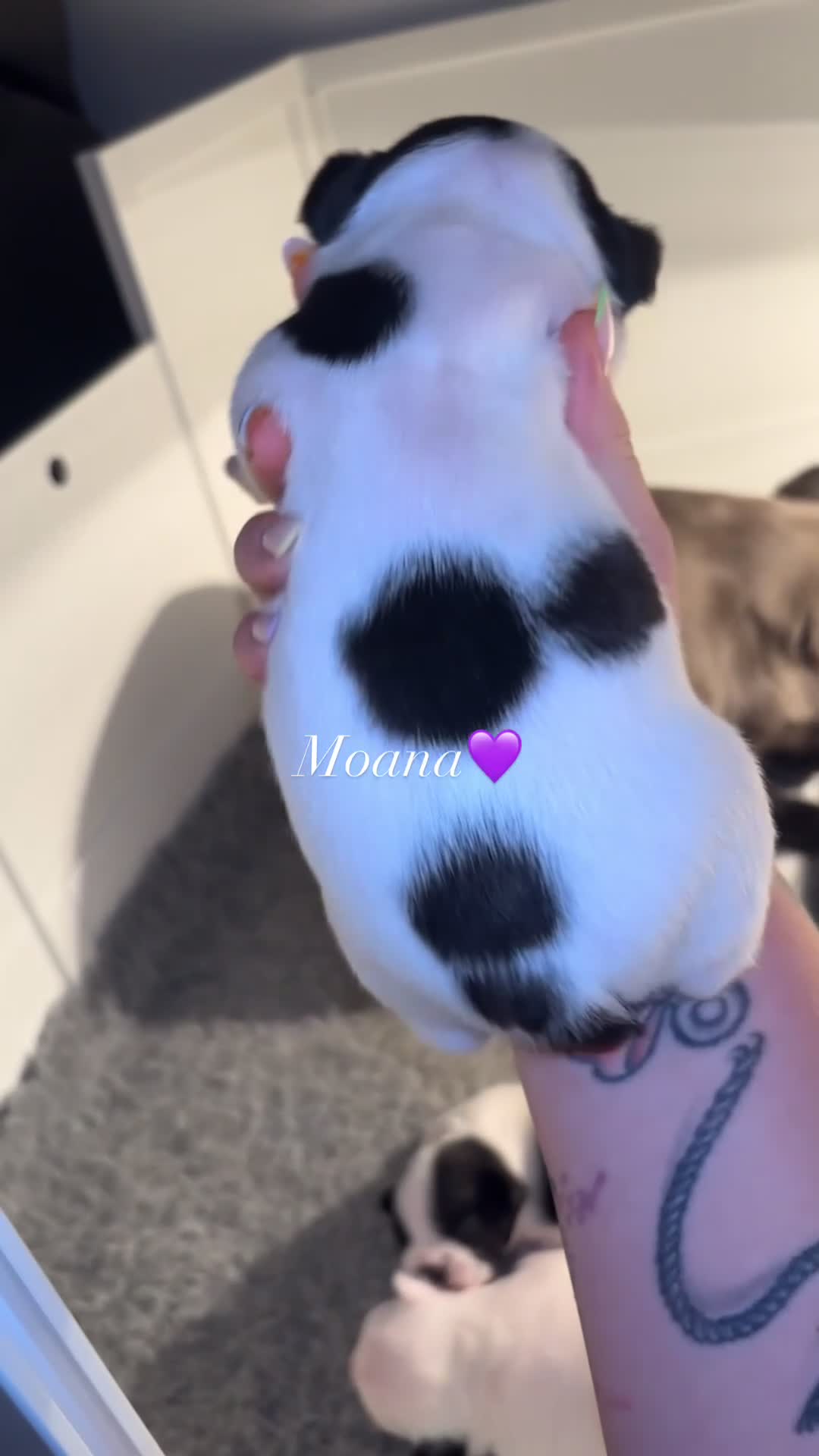 French Bulldog dogs for sale: Beautiful pied French bulldog puppies 🐾  - Video 3