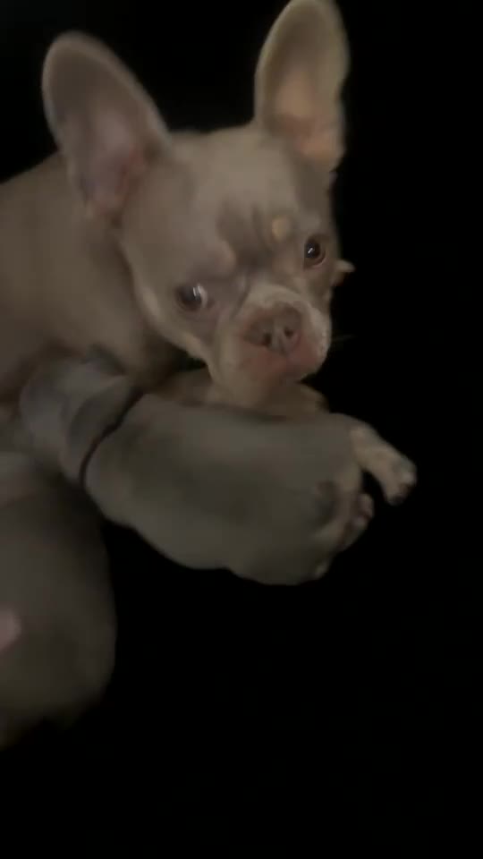 French Bulldog dogs for sale: French bulldog puppies for sale 💥‼️ - Video 1