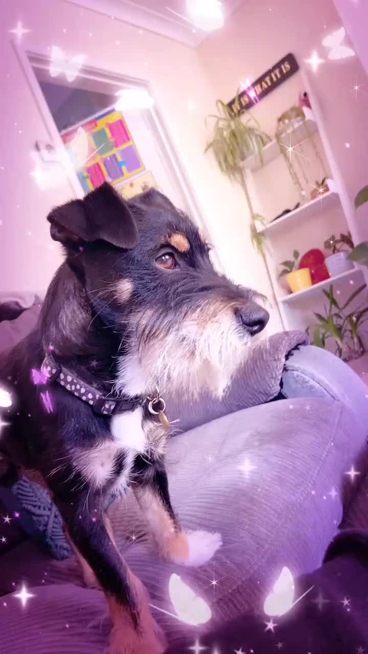 Mixed Breed dogs for sale: Pablo - Video 1