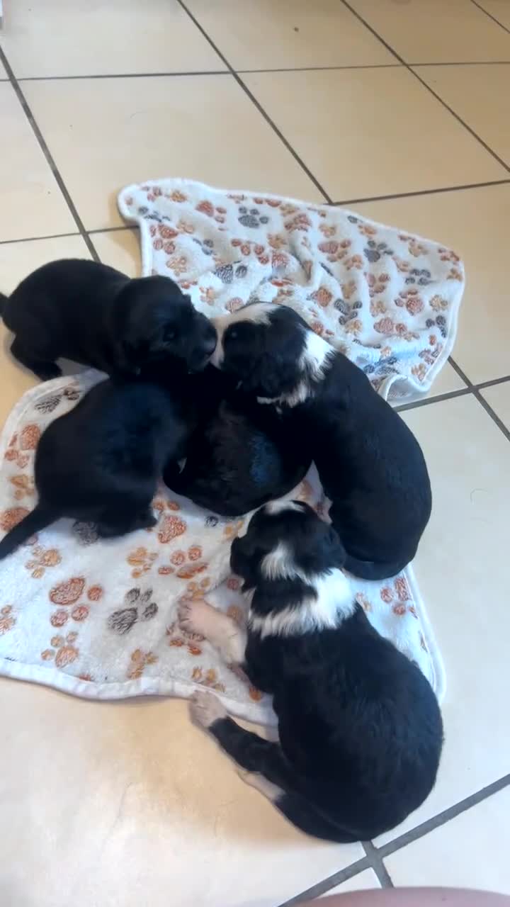 Mixed Breed dogs for sale: 5 beautiful mixed puppies  - Video 1