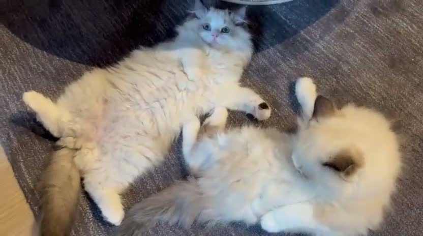 Ragdoll cats for sale: ✨️🏆 🧸🤎ReadyNow Eu ChampLine Tica Reg Ragdolls  - Video 3
