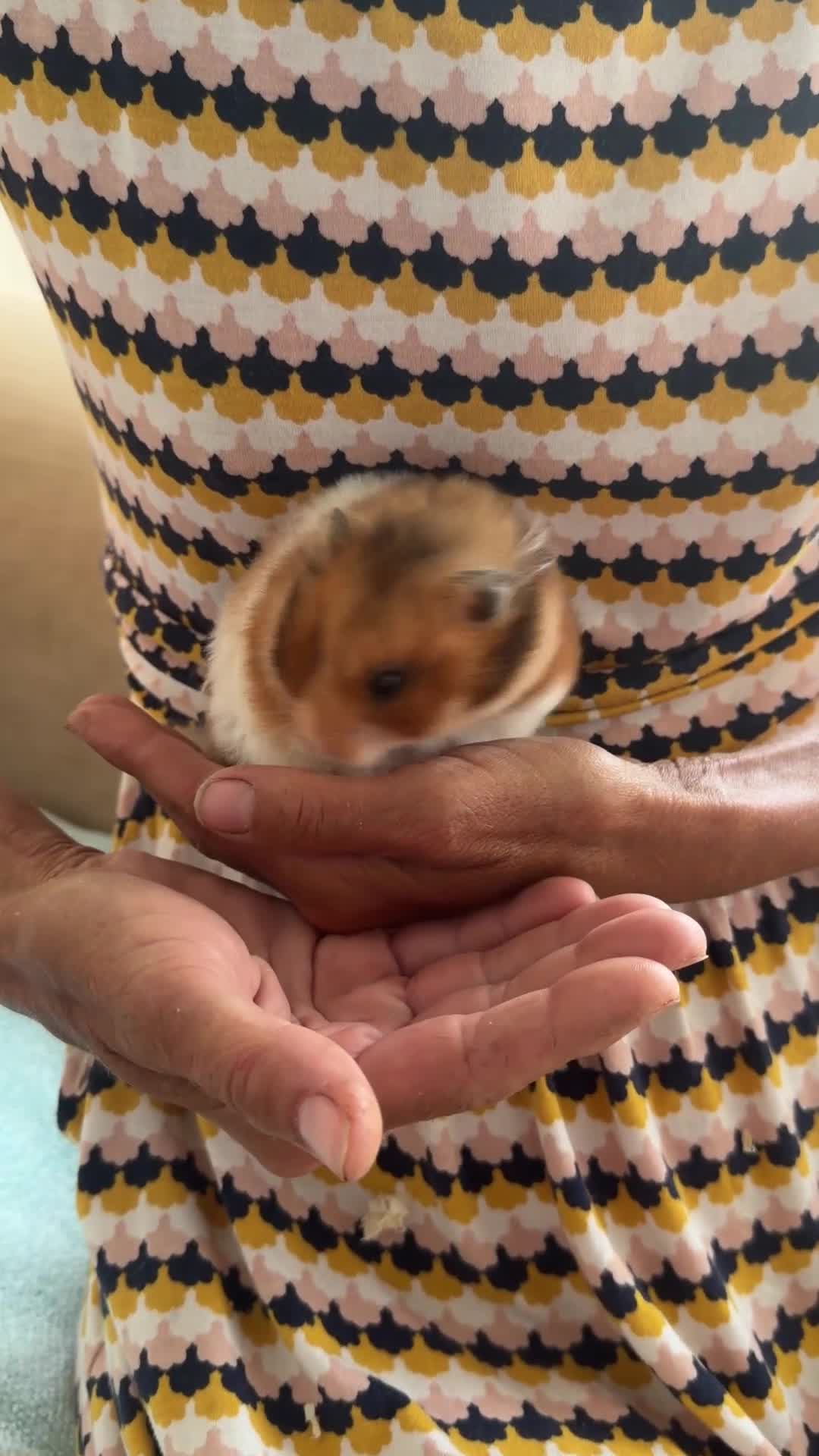 Hamster rodents for sale: Female Syrian Hamsters for Adoption  - Video 1
