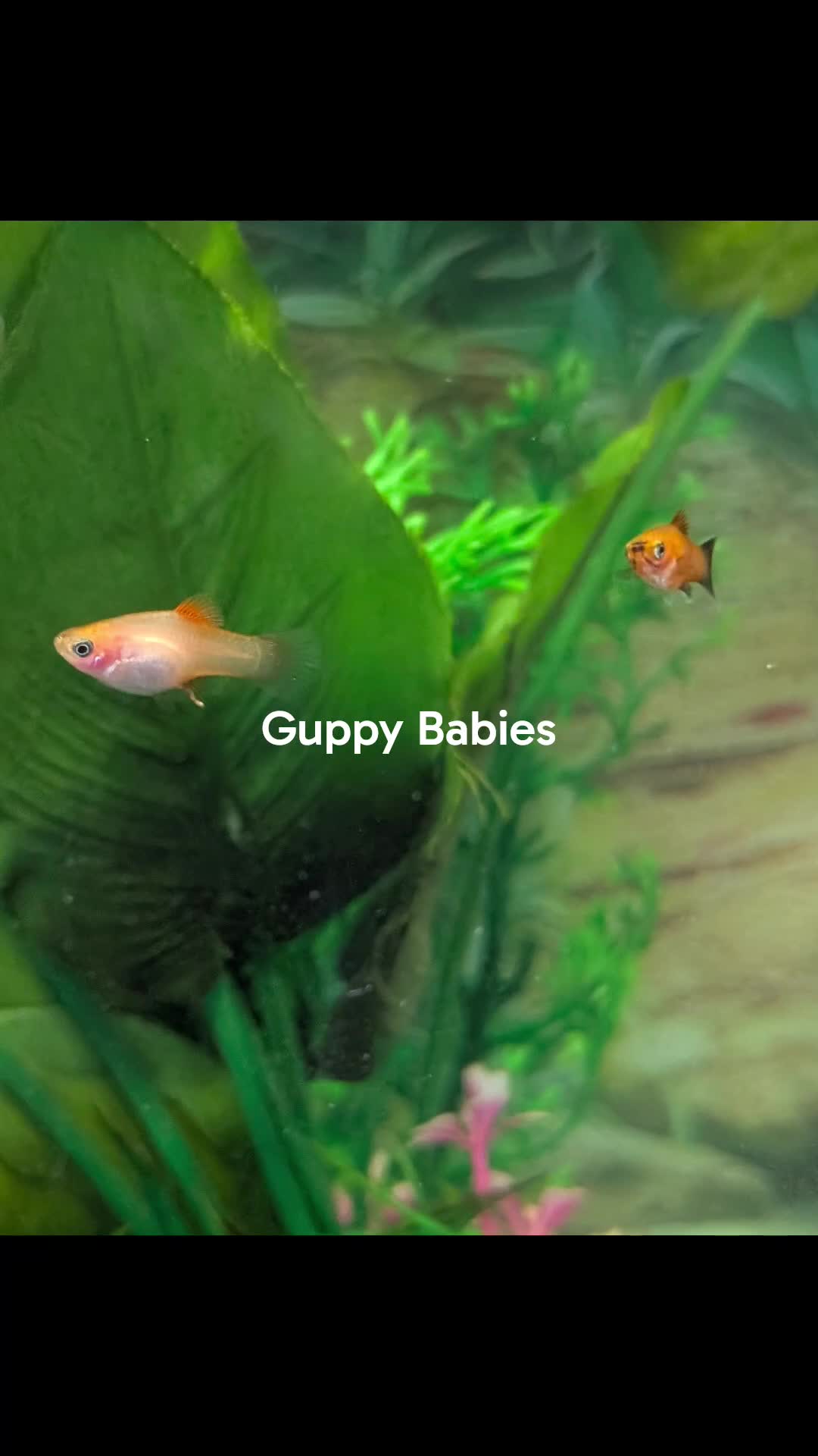 Live Bearers fish for sale: Guppy Guppies babies 2 - 6 weeks old in Callington - Video 1