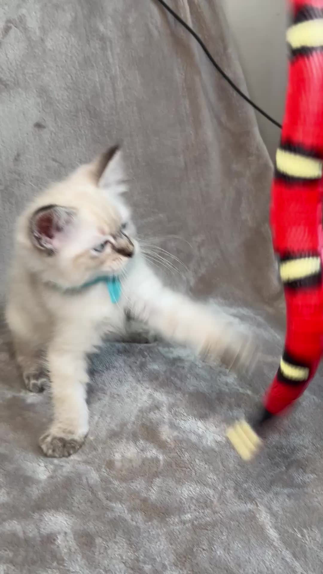 Ragdoll cats for sale: 😻Pure Ragdoll Kittens looking for loving home ❤️ - Video 3
