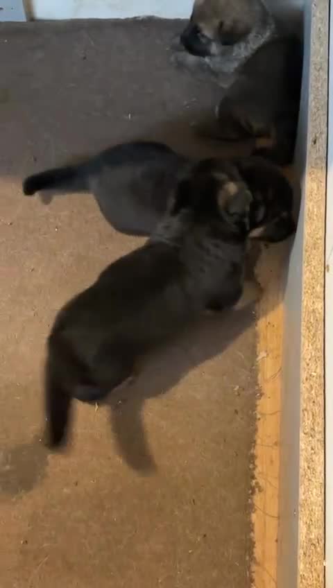German Shepherd dogs for sale: German sheperd litter of 9 puppies  - Video 1