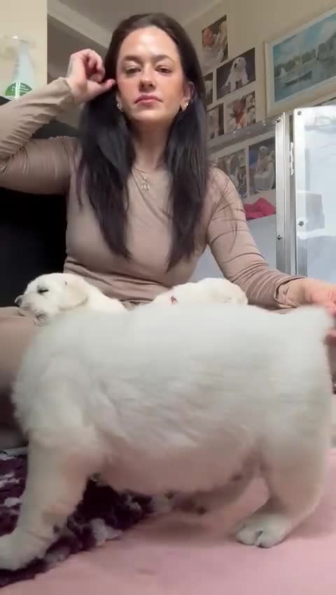 Goldador dogs for sale: Superb Goldador Puppies expected - Video 2