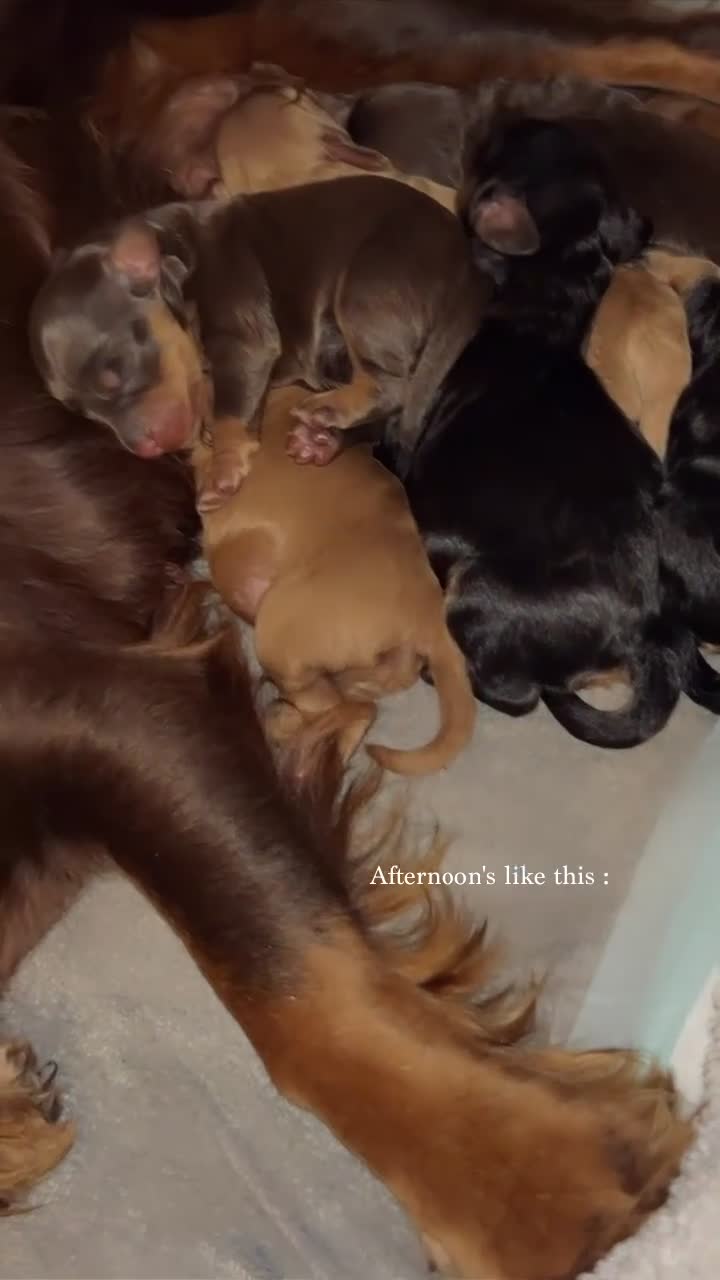 Cockapoo dogs for sale: Beautiful F1 Cockapoo Puppies – Ready Soon  £1,200 - Video 1
