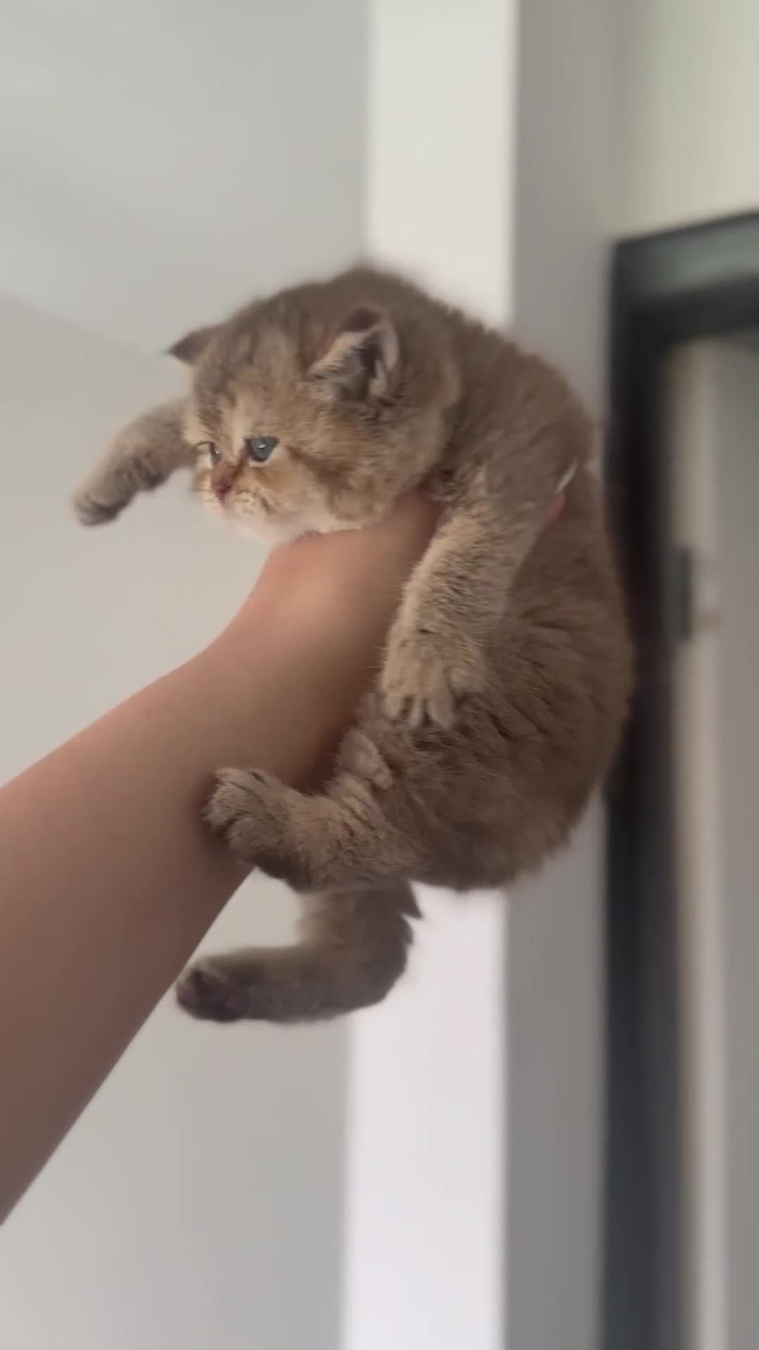 British Shorthair cats for sale: KITTENS AVAILABLE FROM CHAMPION GOLDEN LINES 🐻⭐️ - Video 3