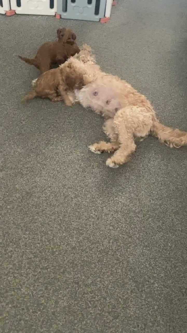 Mixed Breed dogs for sale: Adorable Cavapoo Puppies - One boy left! - Video 1