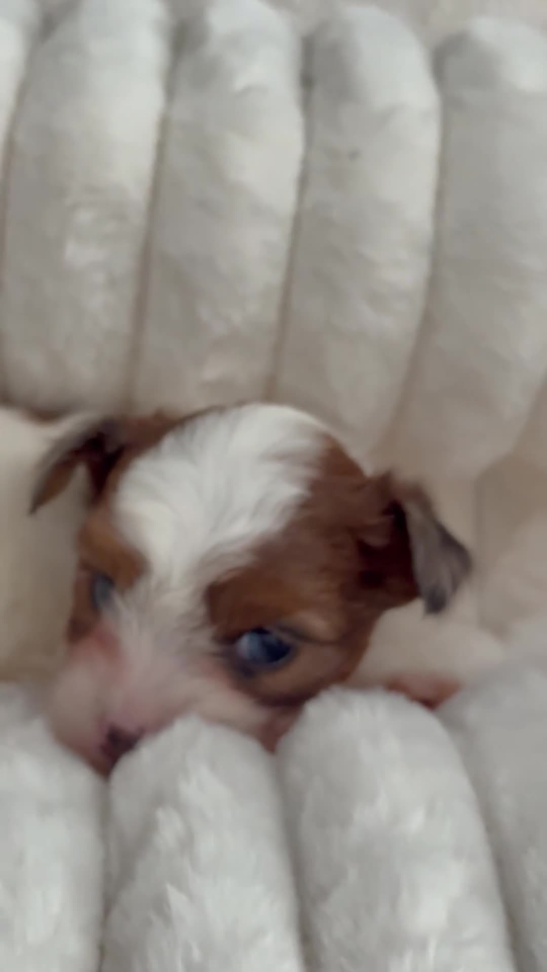 Yorkshire Terrier dogs for sale: Ready to leave, Rare Tiny Girl🧿 - Video 1