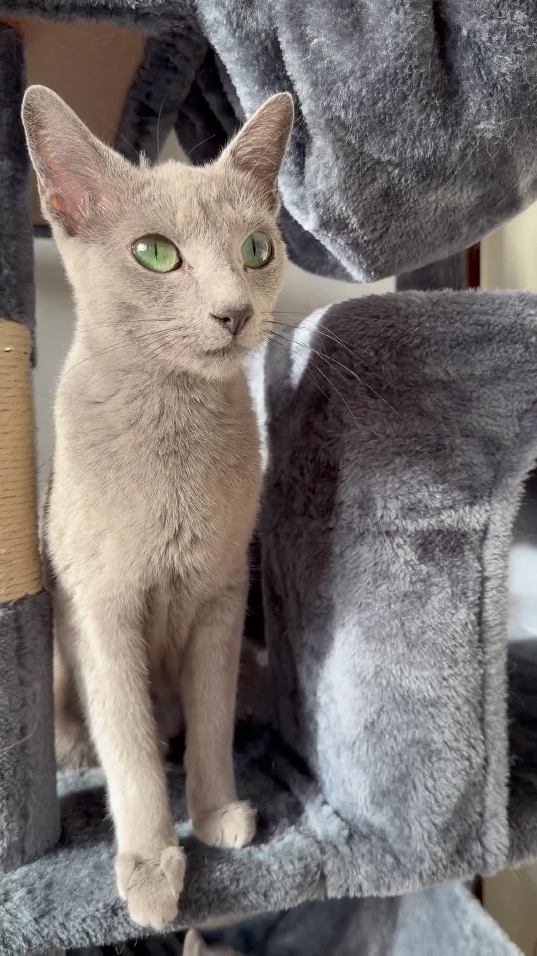 Russian Blue cats for sale: Russian Blue x BSH mixed breed Kittens  - Video 1