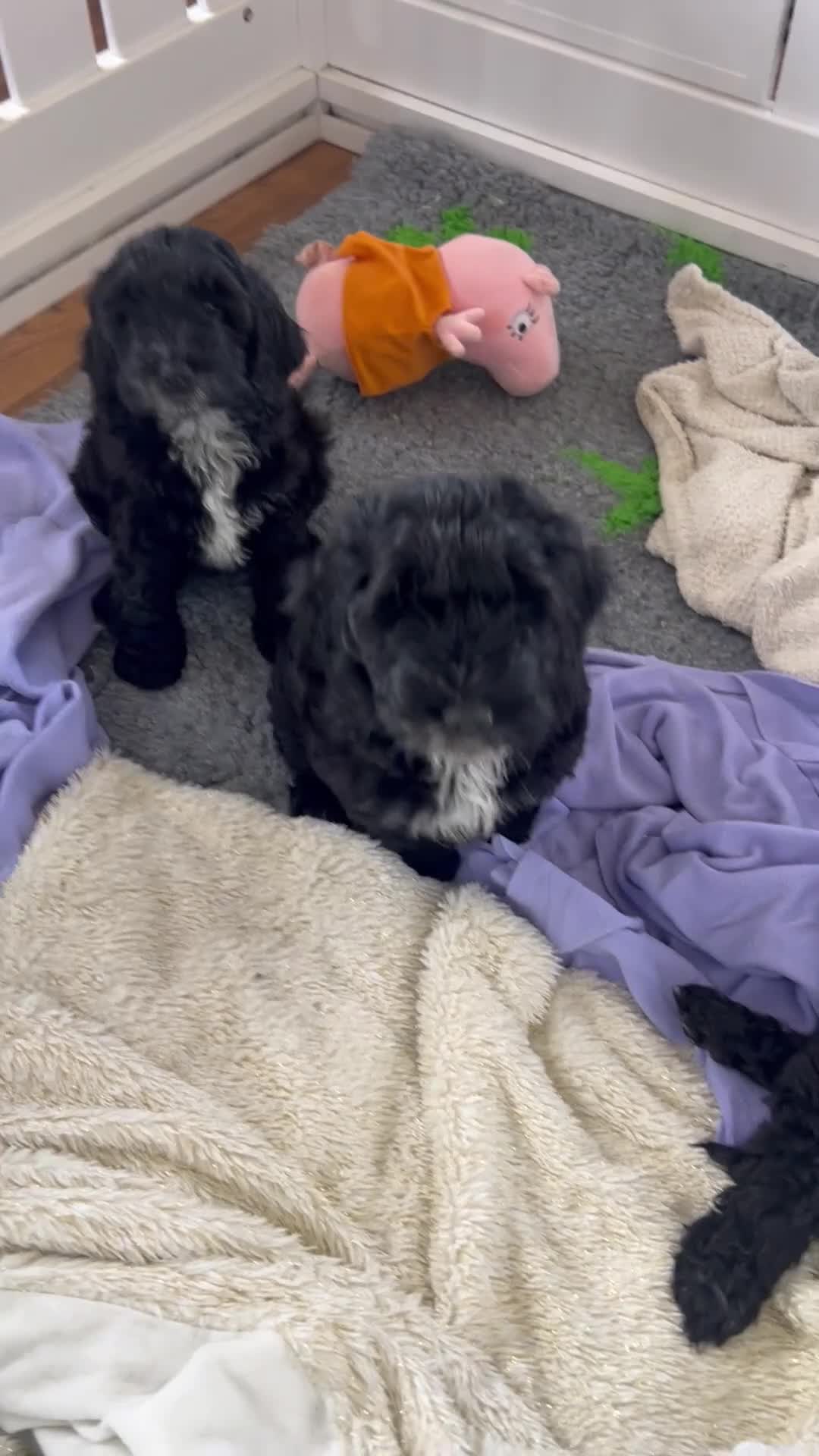 Cockapoo dogs for sale: Beautiful f1 Cockapoo puppies  - Video 1