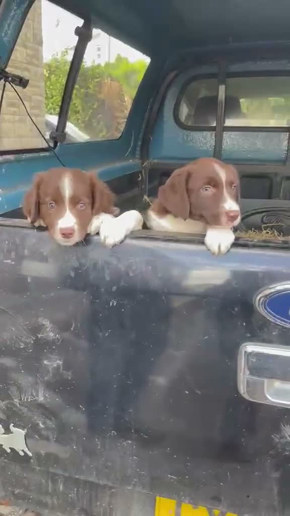 Sprollie dogs for sale: 4 x sprollie pups in Swansea - Video 1