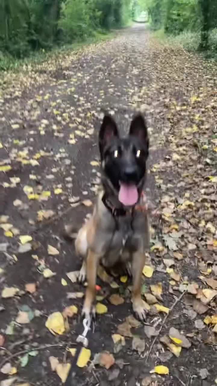 Belgian Shepherd Dog dogs for sale: Major - Video 1