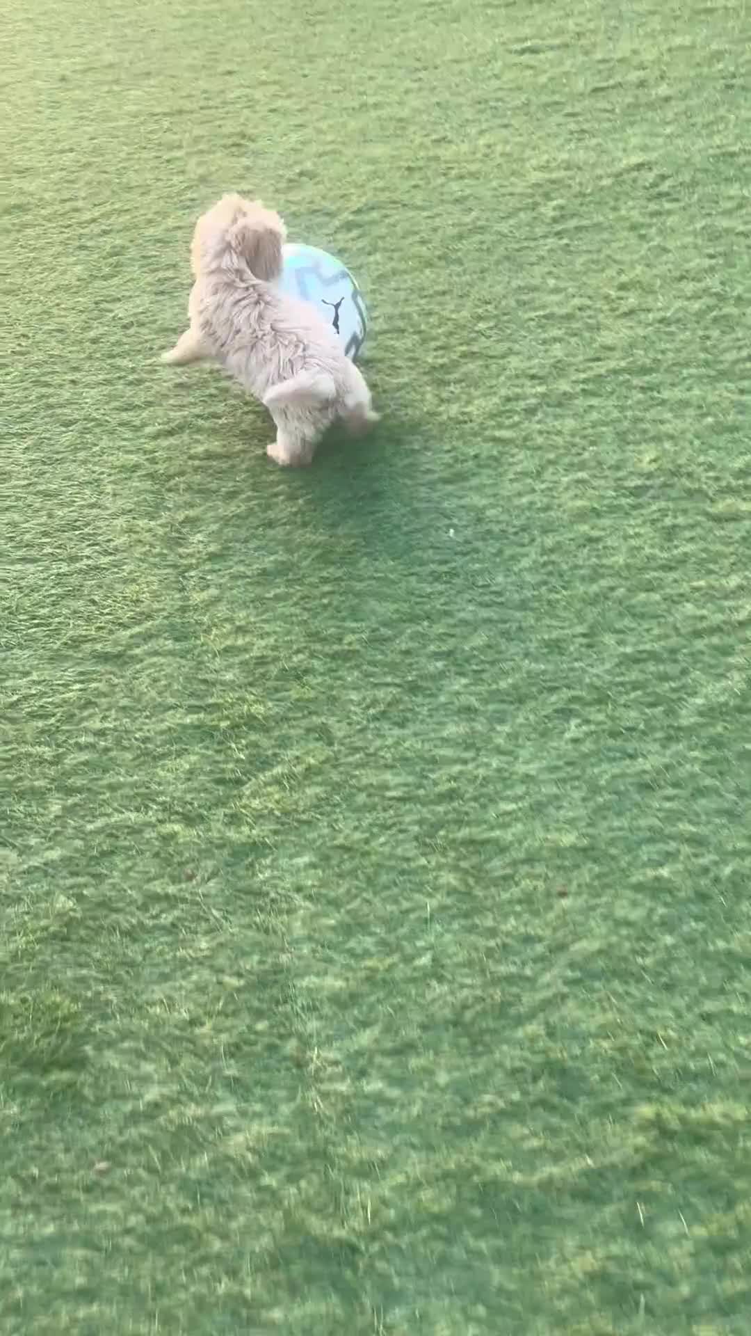 Poochon dogs for sale: Beautiful Poochon Puppies  - Video 3