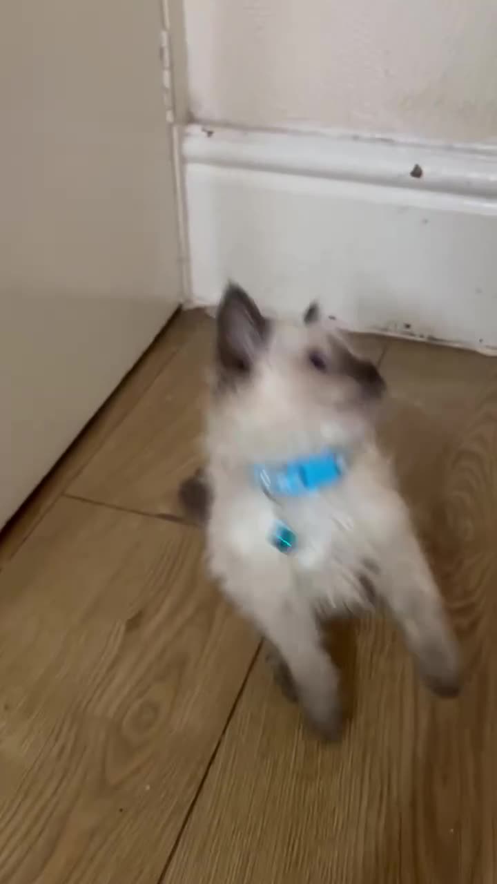 Ragdoll cats for sale: Finding new homes for 6 ragdoll kittens - Video 1