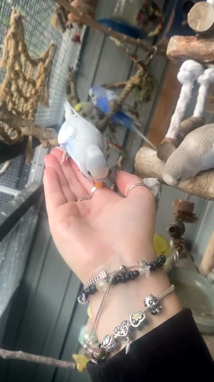 Budgerigars birds for sale: Baby budgies for sale - Video 2