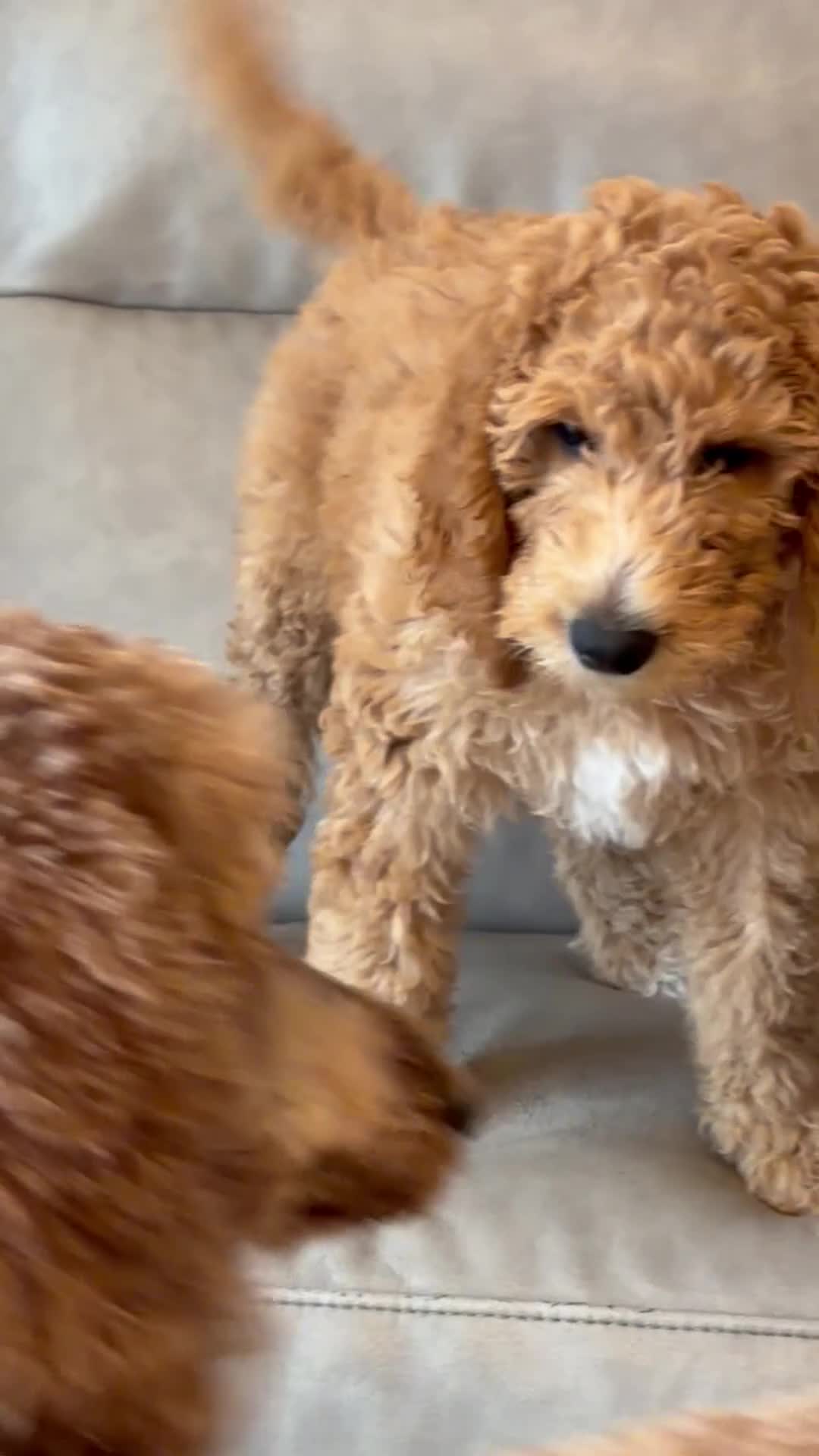 Standard Poodle dogs for sale: Standard Poodle last boy ready now-reduced price - Video 1
