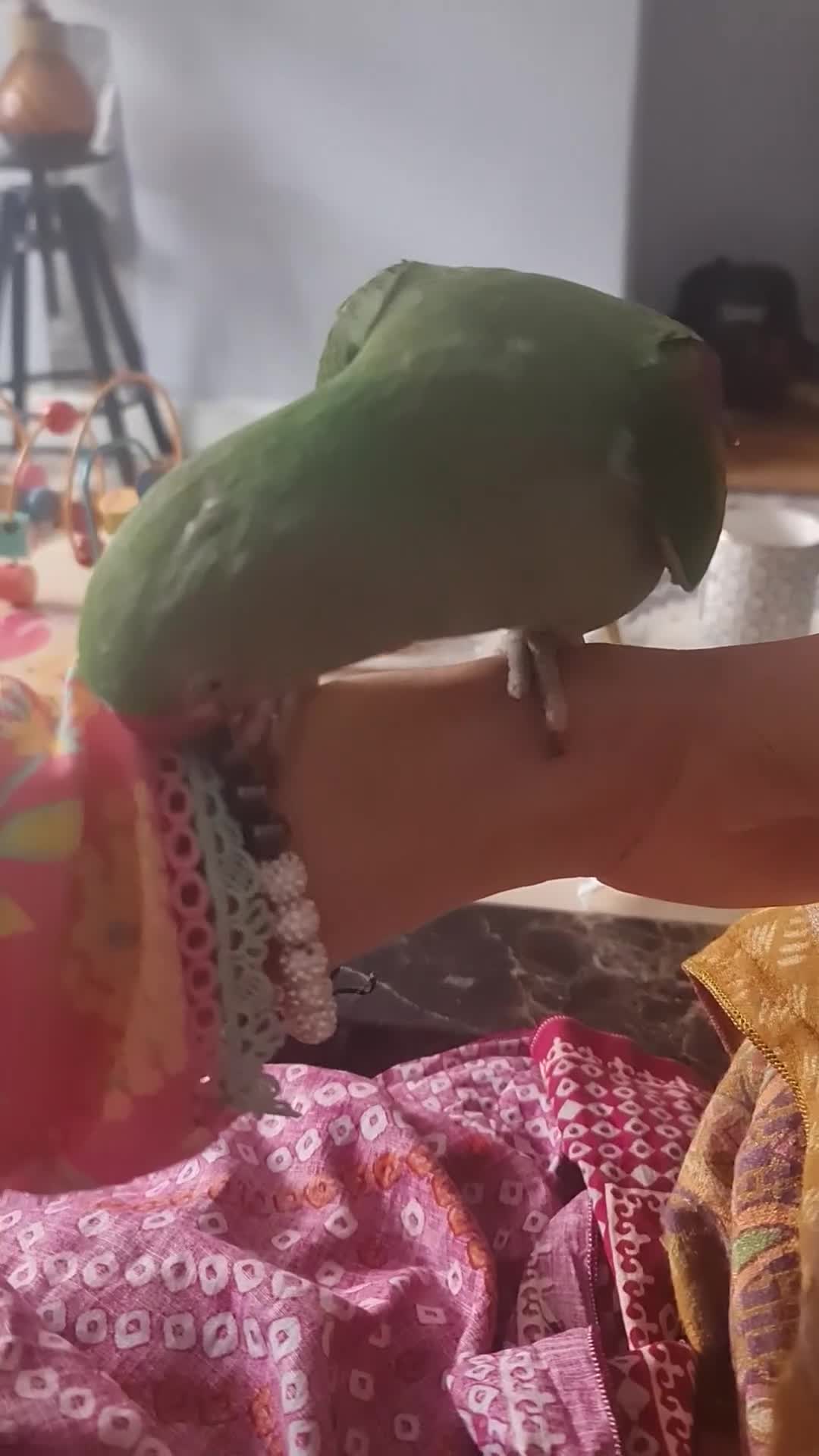 Parrots birds for sale: Alexandera parrot - Video 4