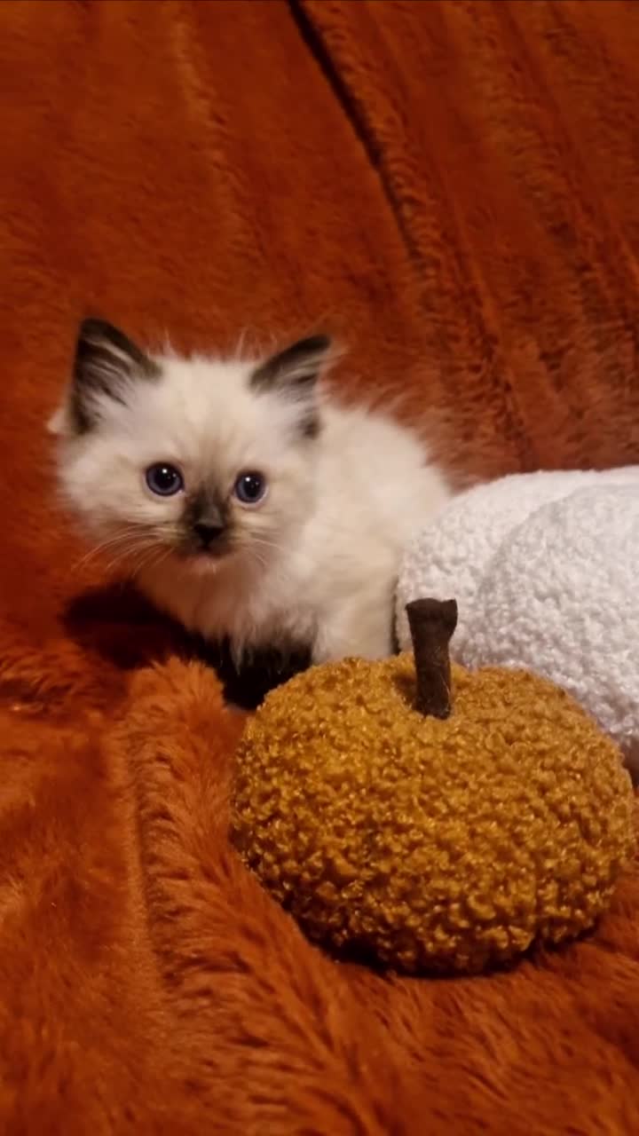 Ragdoll cats for sale: 🥰Fluffdoll Ragdoll Gorgeous Girls 🥰 - Video 4