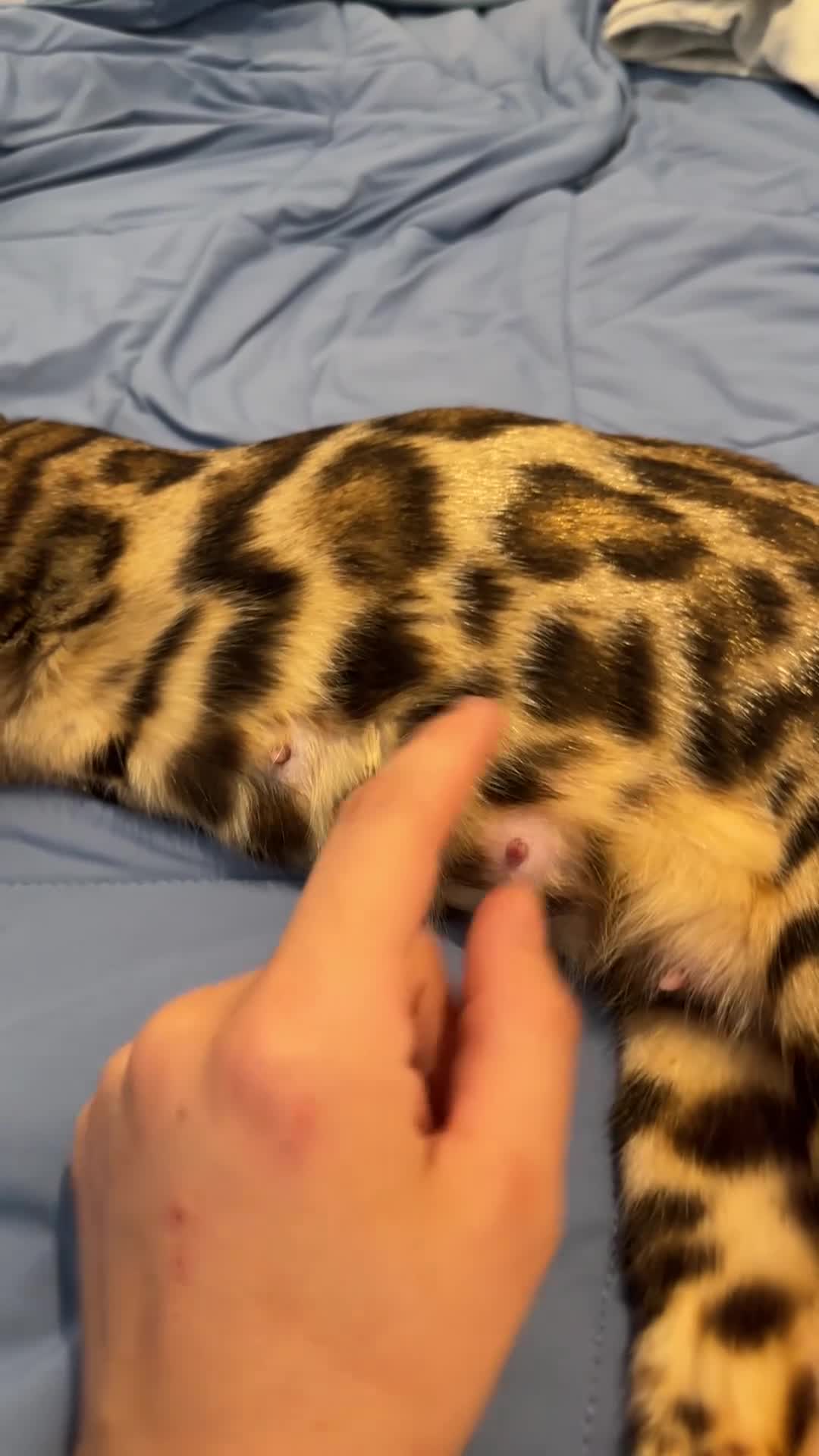 Bengal cats for sale: Beautiful Bengal Female Bengal “Nala” – Rehoming - Video 1
