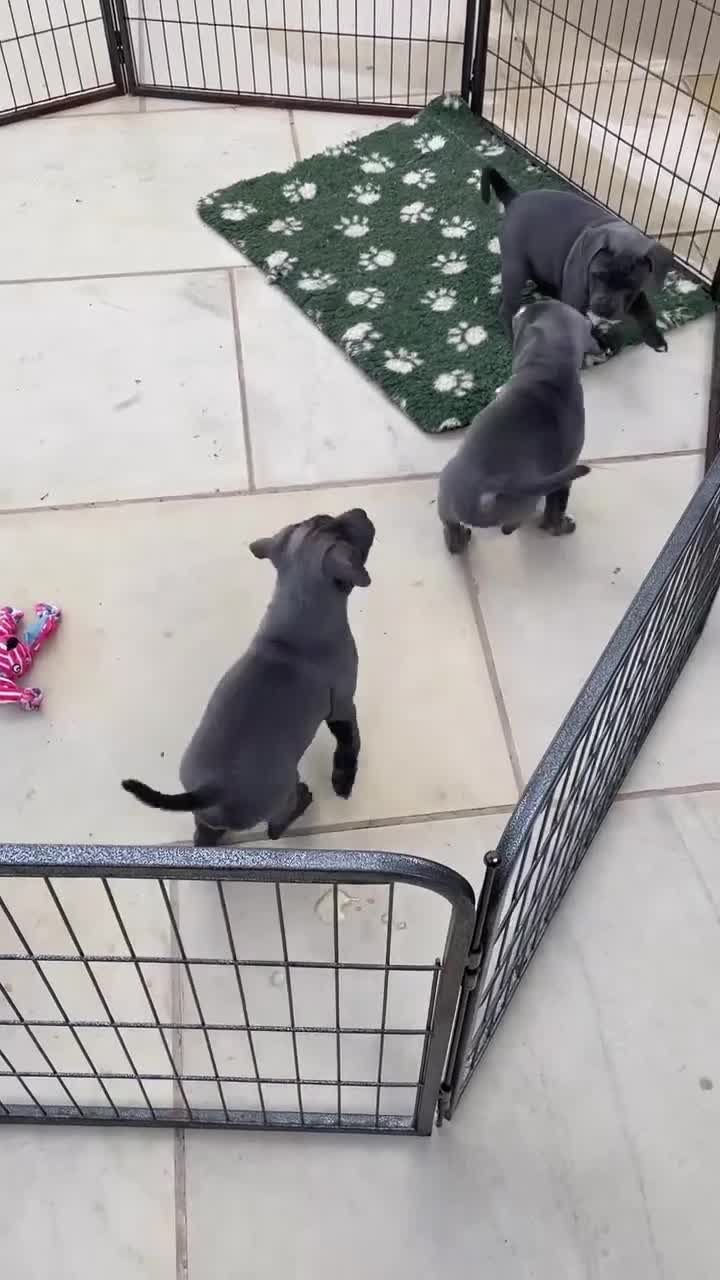 Staffordshire Bull Terrier dogs for sale: KC Registered Staffordshire Bull Terrier Puppies  in Glasgow - Video 1