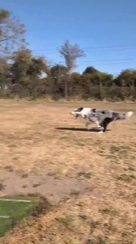 Mixed Breed dogs for adoption: ❗🚨 URGENT FOSTER 💙STRIKE💙 4 yo Border Collie in Trefriw - Video 1