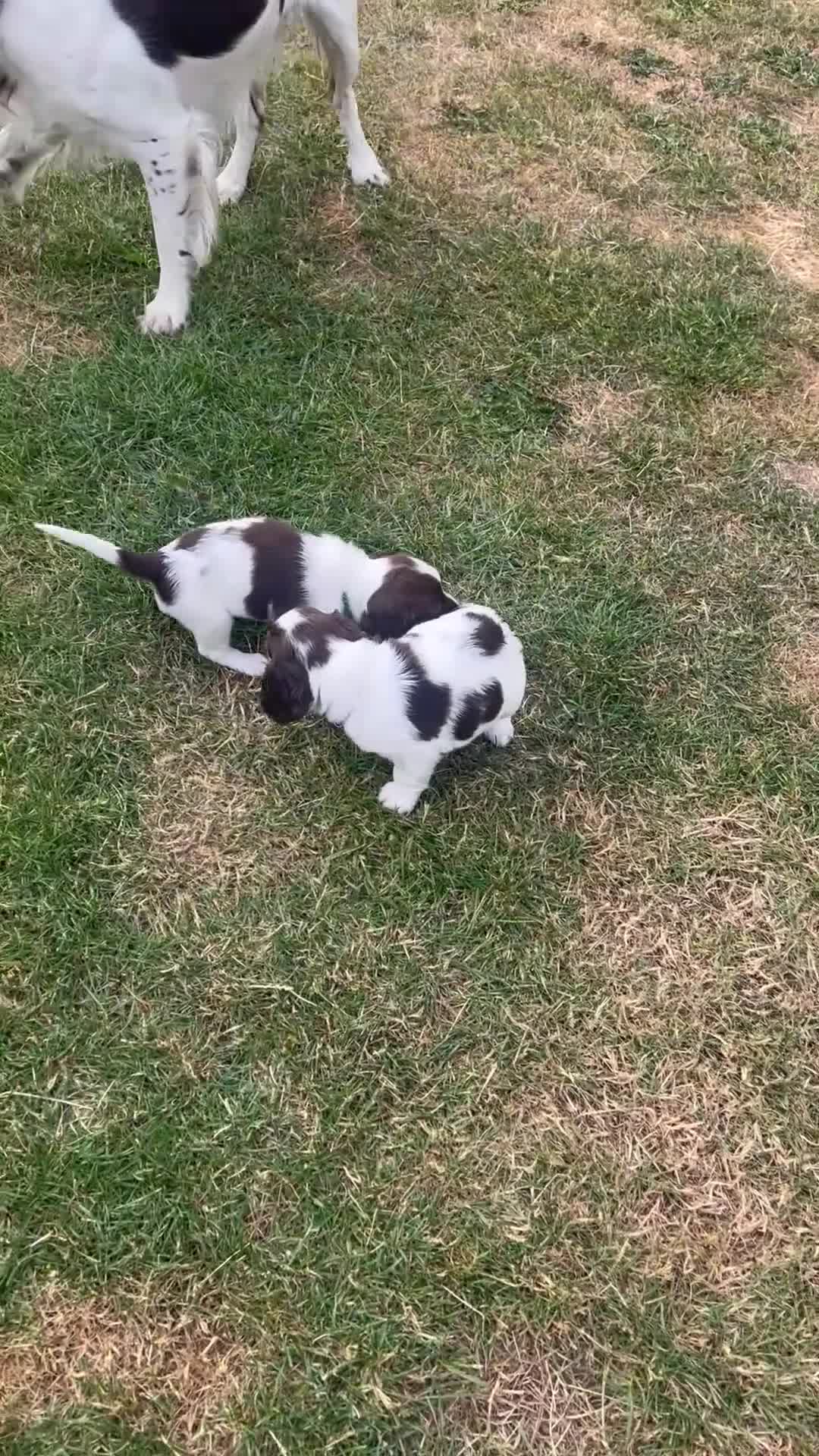 English Springer Spaniel dogs for sale: English Springer Spaniels white and liver girls in Thirsk - Video 2