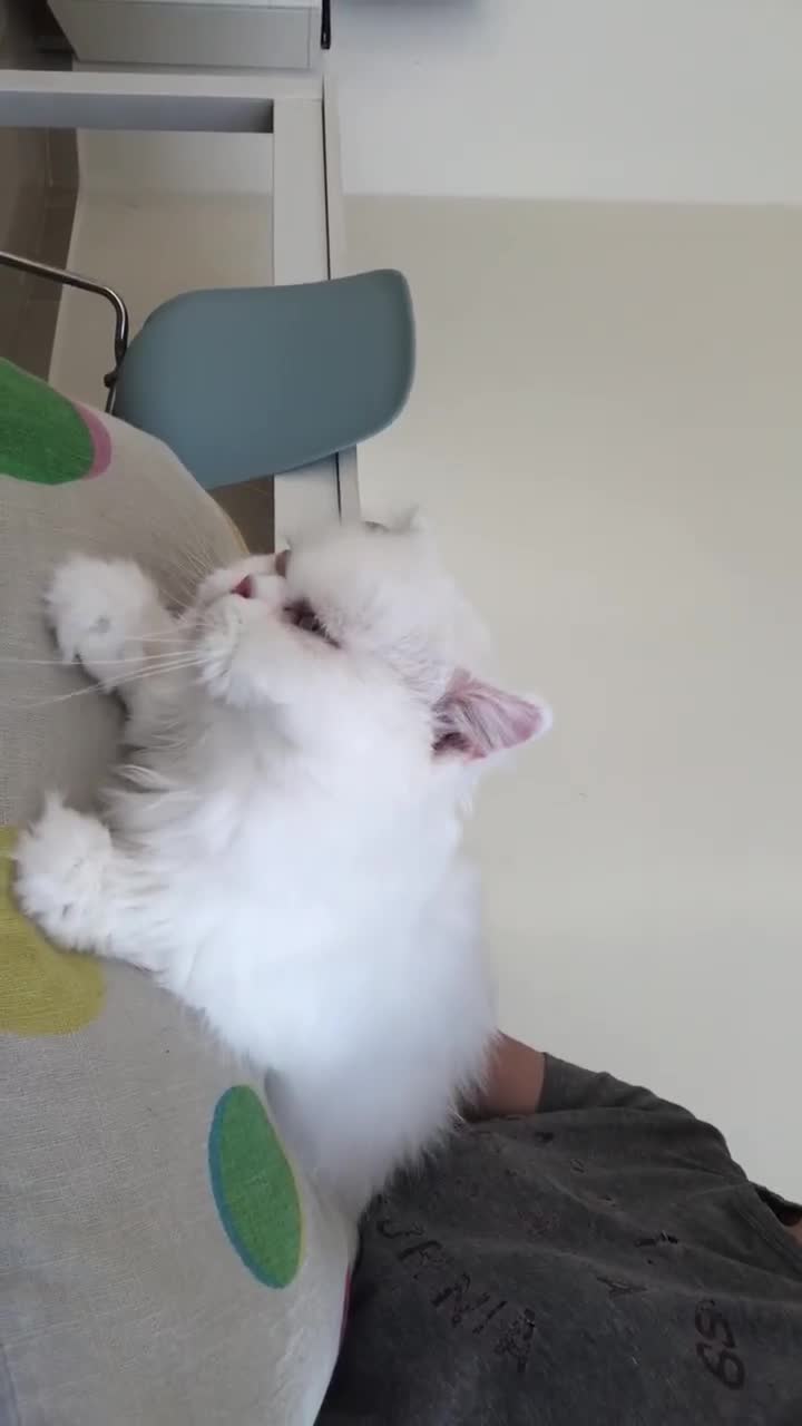 Persian cats for adoption: PRINCESS IS A CAT THAT WANT CUDDLES ALL DAY LONG ! - Video 2