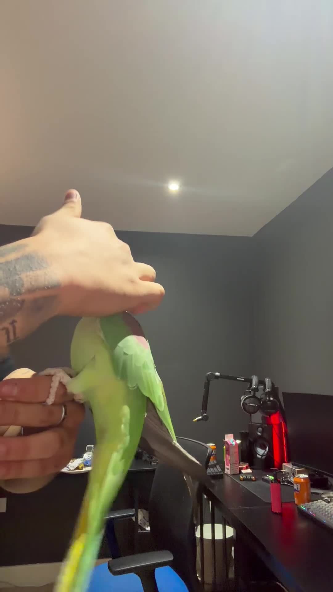 Parrots birds for sale: Hand-Tamed & Trained Alexandrine Parrot in Rotherham - Video 2